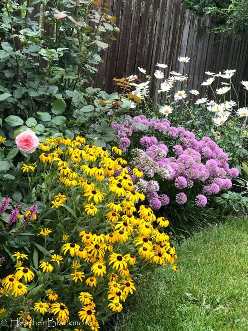 Black-eyed Susan
