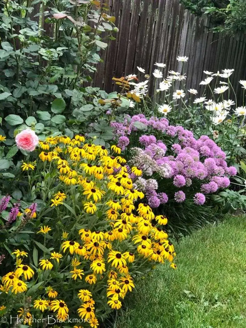 Black-eyed Susan