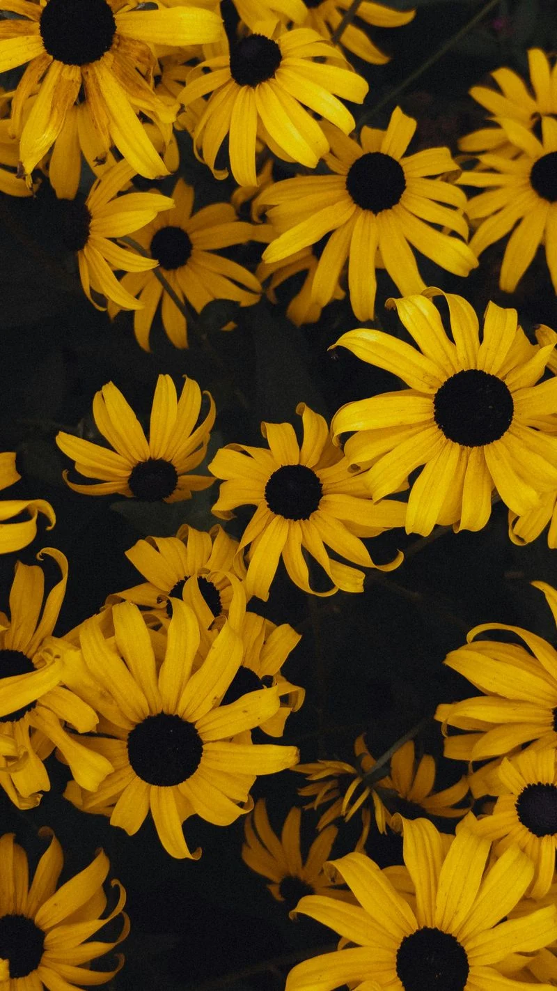 Black-eyed Susan