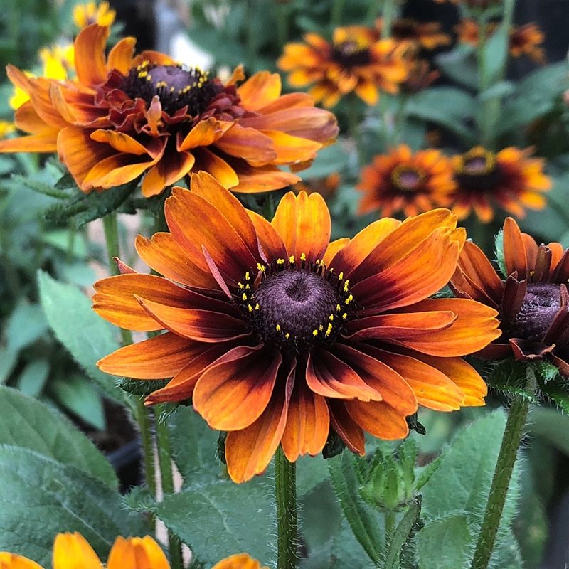 Black-eyed Susan