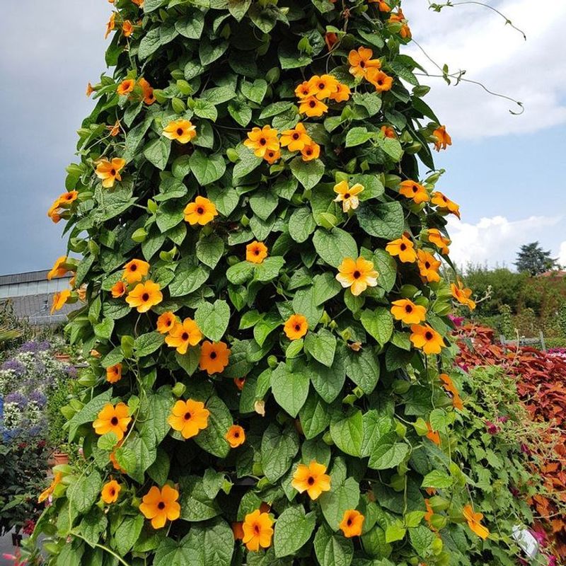 Black-eyed Susan Vine