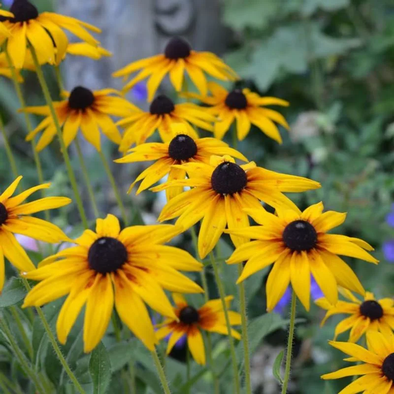 Black-eyed Susan