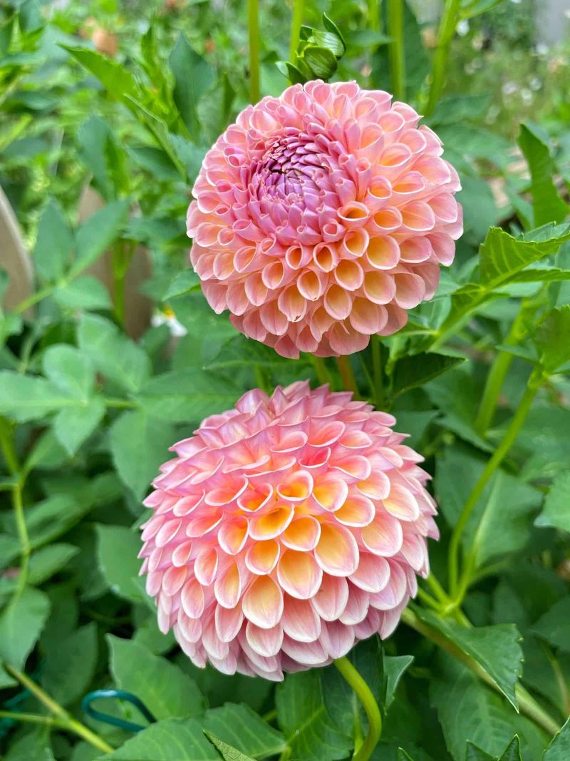 Dahlias