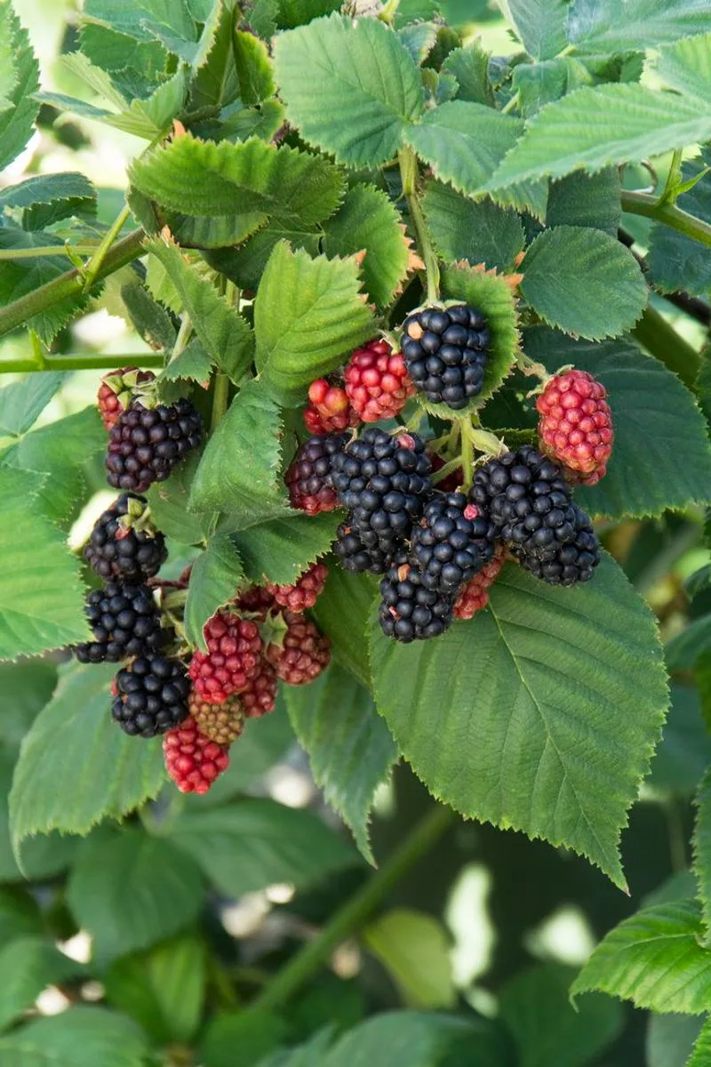 Blackberries