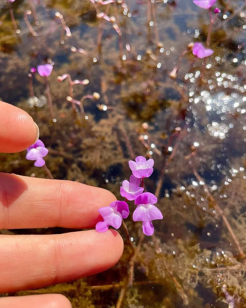 Bladderwort