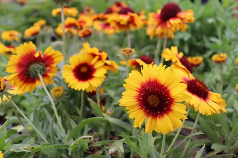 Blanket Flower