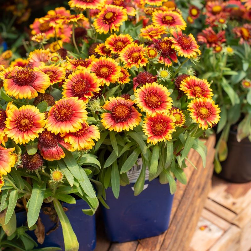 Blanket Flower