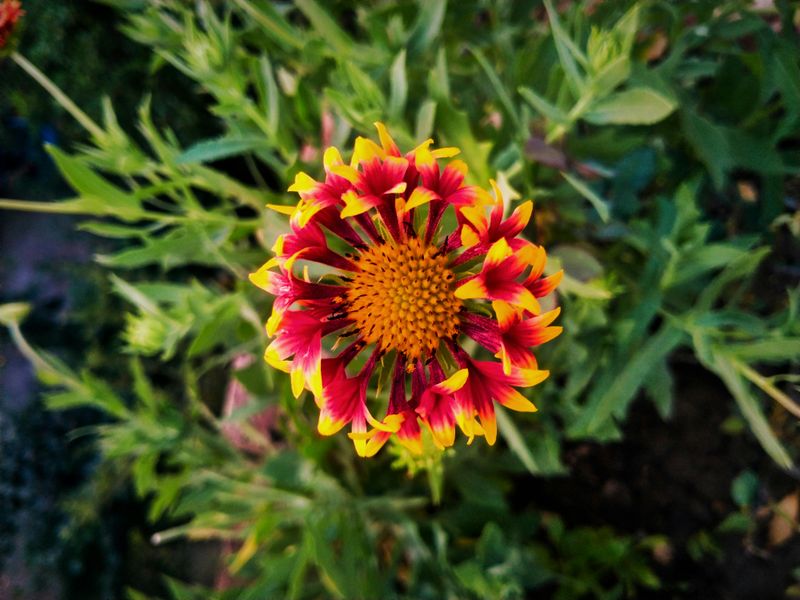 Blanket Flower
