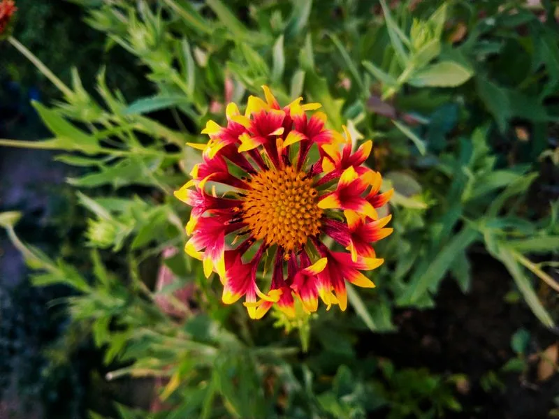 Blanket Flower