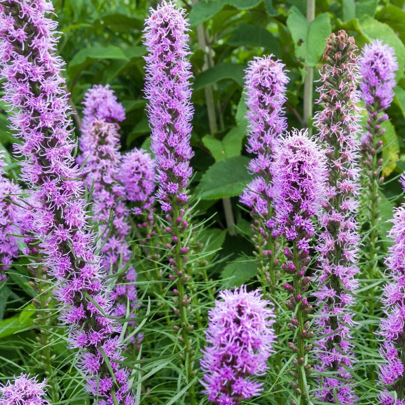 Blazing Star
