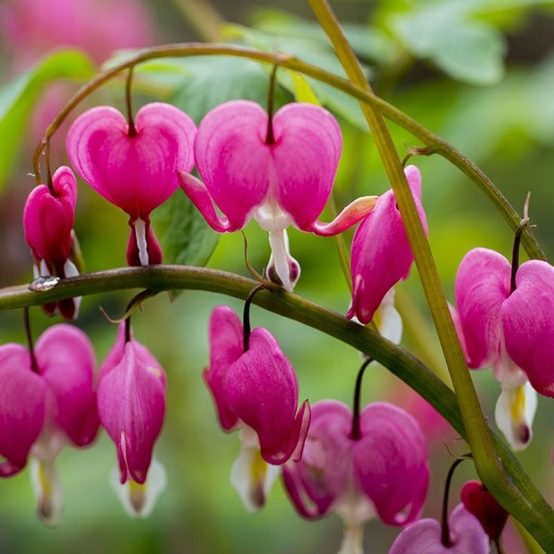 Bleeding Heart