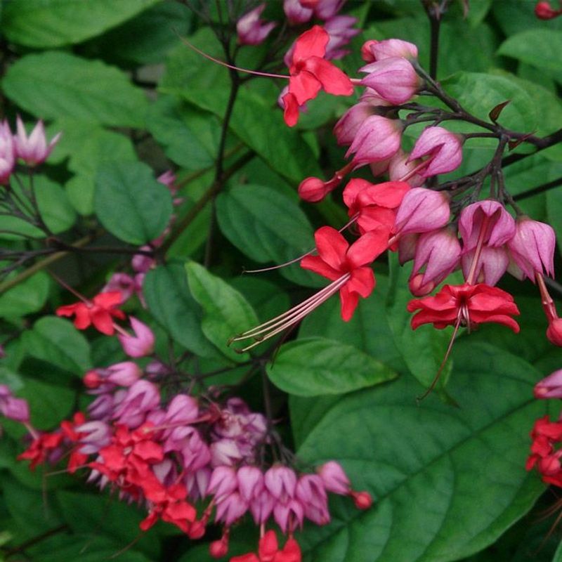 Bleeding Heart
