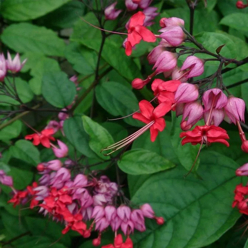 Bleeding Heart
