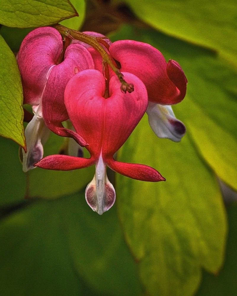 Bleeding Heart
