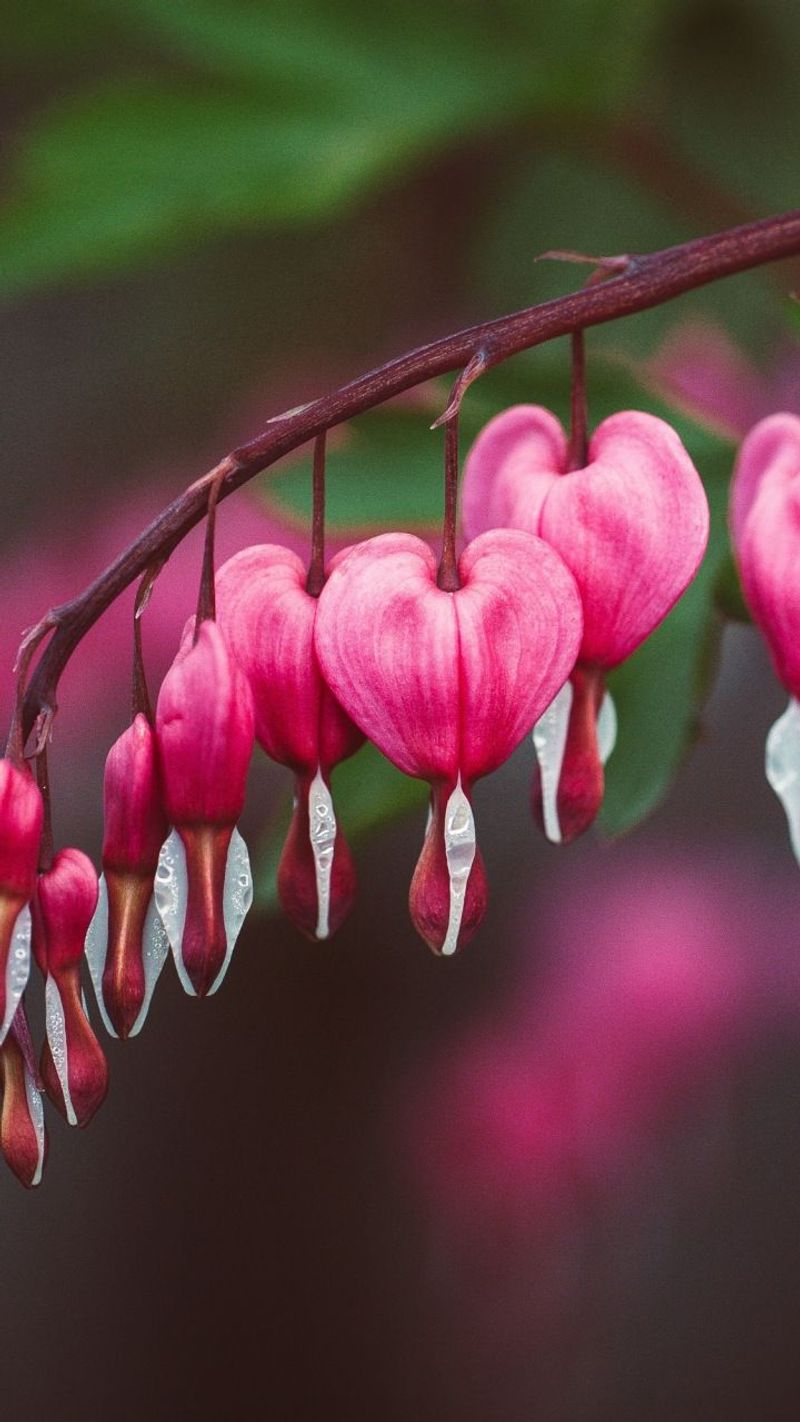 Bleeding Heart