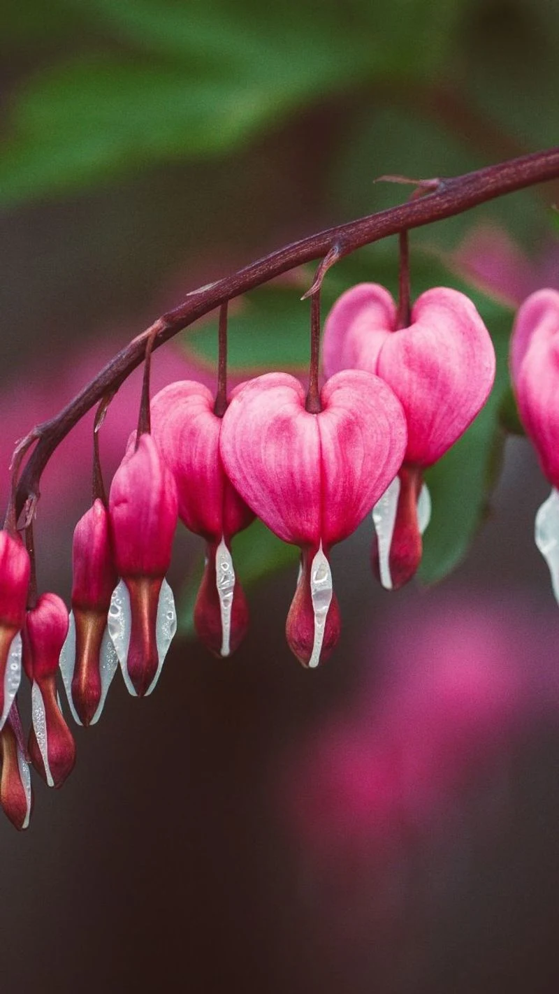 Bleeding Heart
