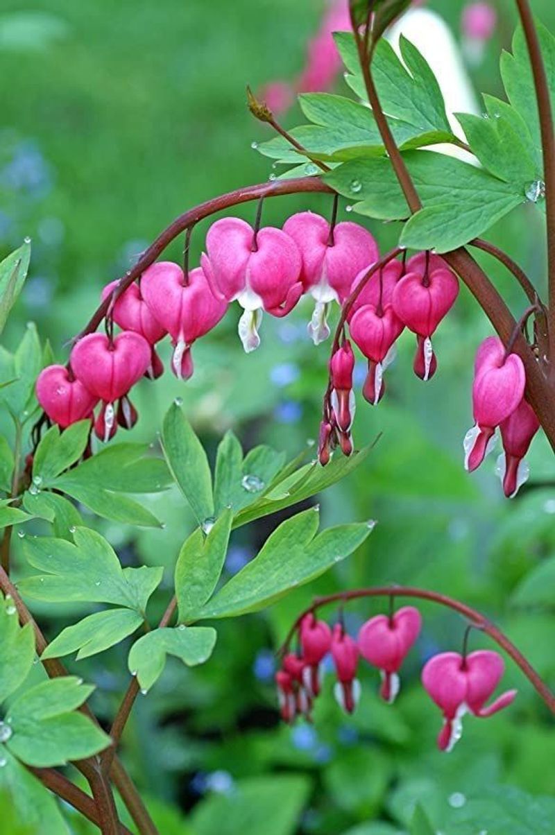 Bleeding Heart