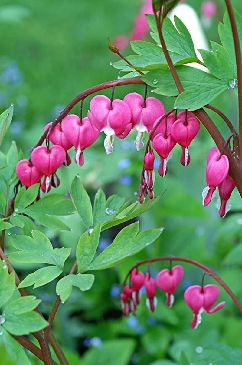 Bleeding Heart