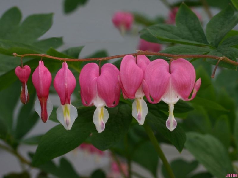 Bleeding Heart