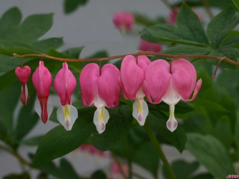 Bleeding Heart