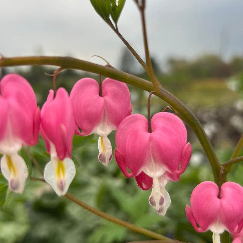 Bleeding Heart