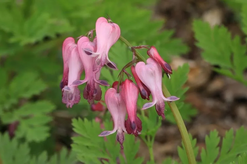 Bleeding Heart (Dicentra)