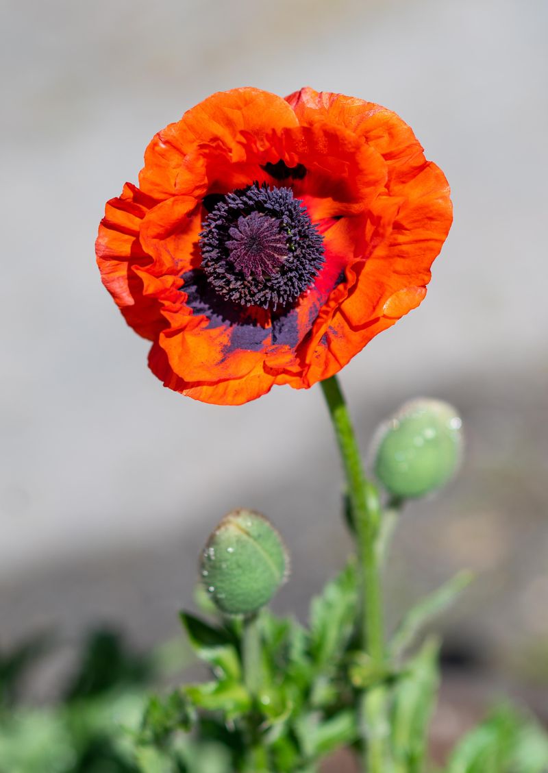 Oriental Poppy (Papaver orientale)