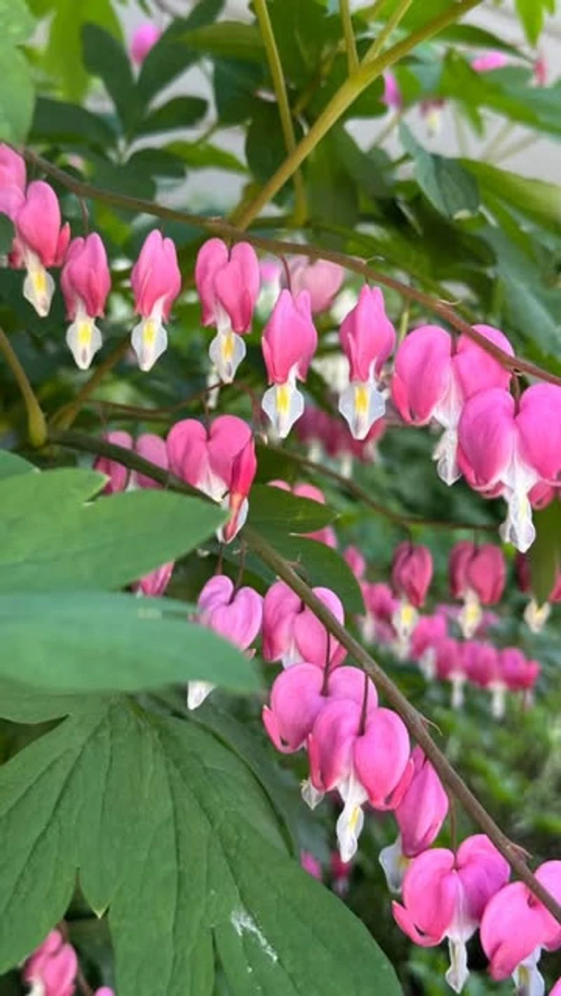 Bleeding Heart
