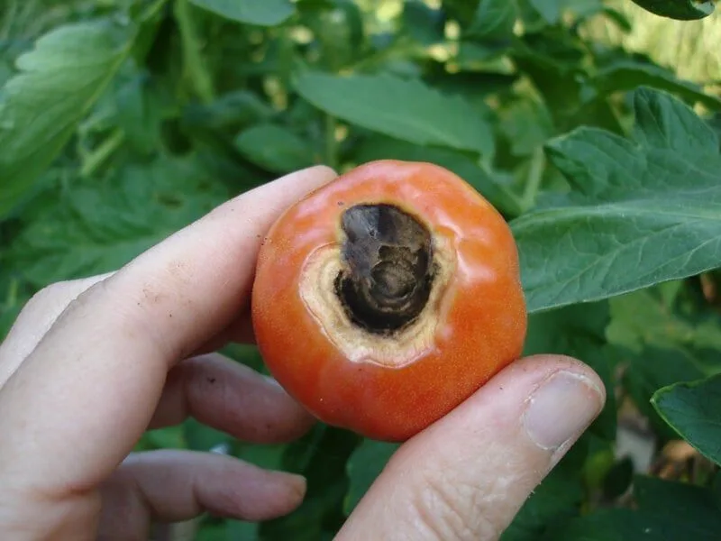 Blossom End Rot