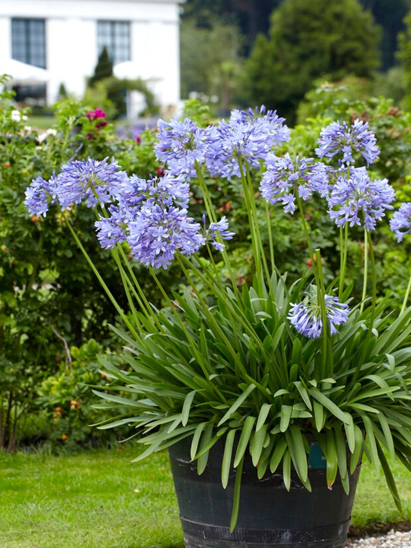 Blue Agapanthus