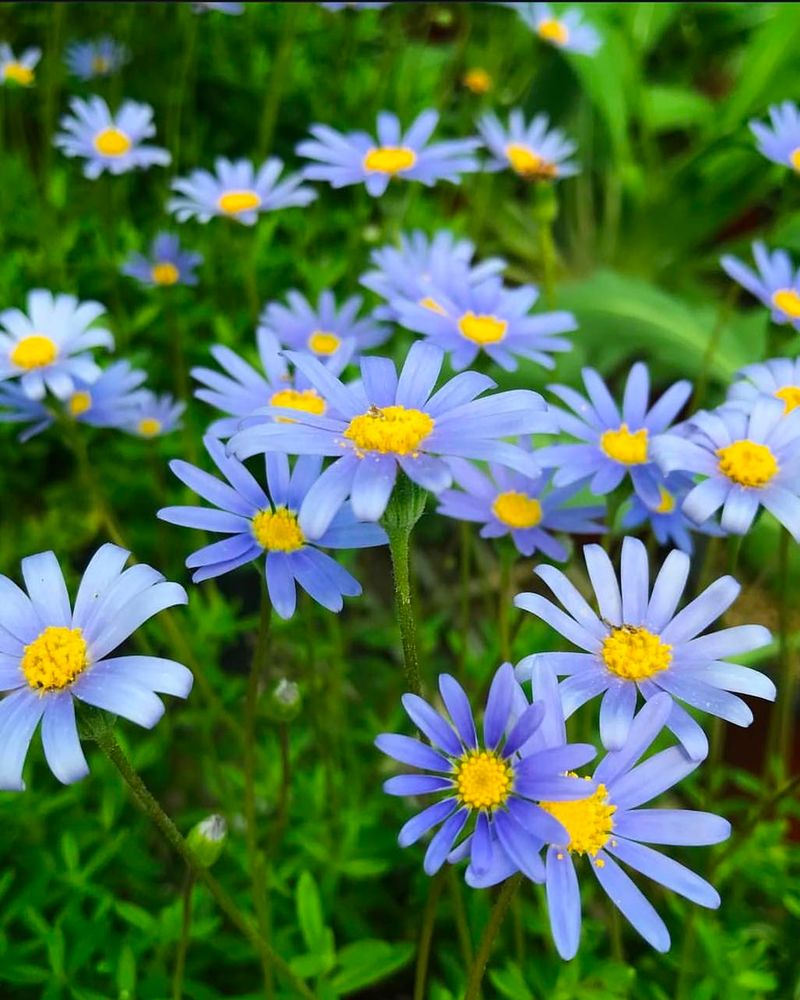 Blue Daisy