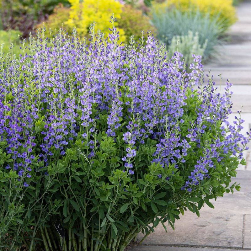 Blue False Indigo