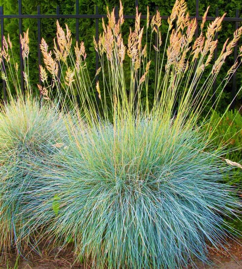 Blue Fescue