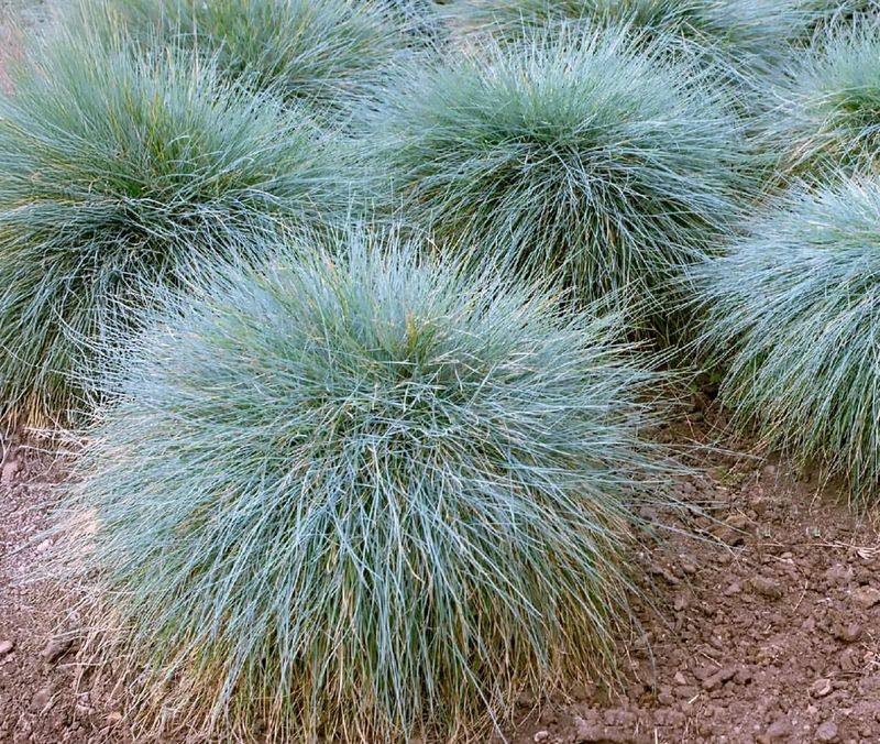 Blue Fescue