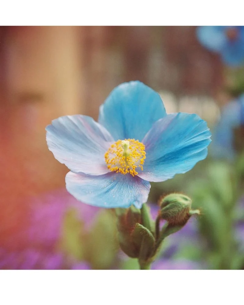 Blue Himalayan Poppy