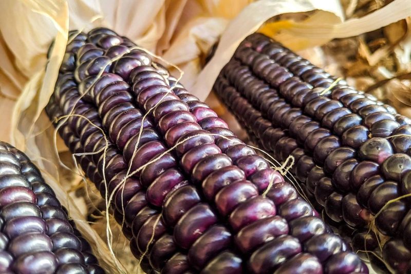 Blue Hopi Corn