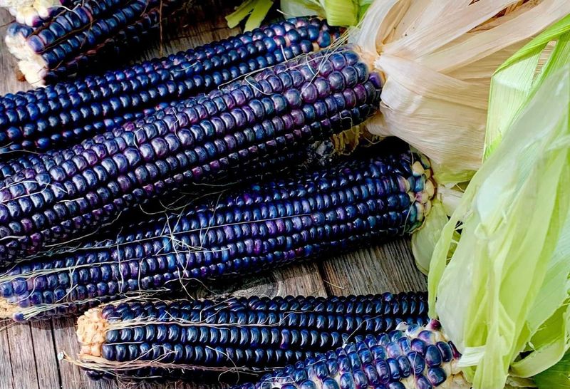 Blue Hopi Corn