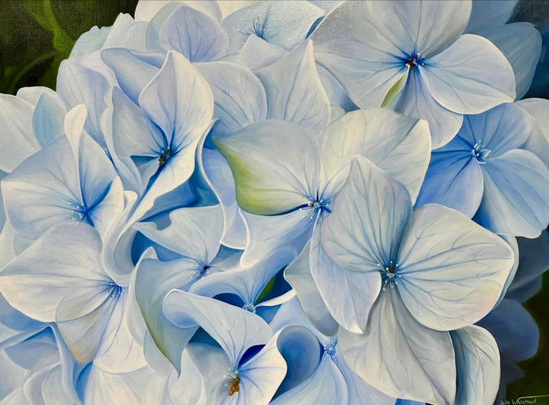 Blue Hydrangea