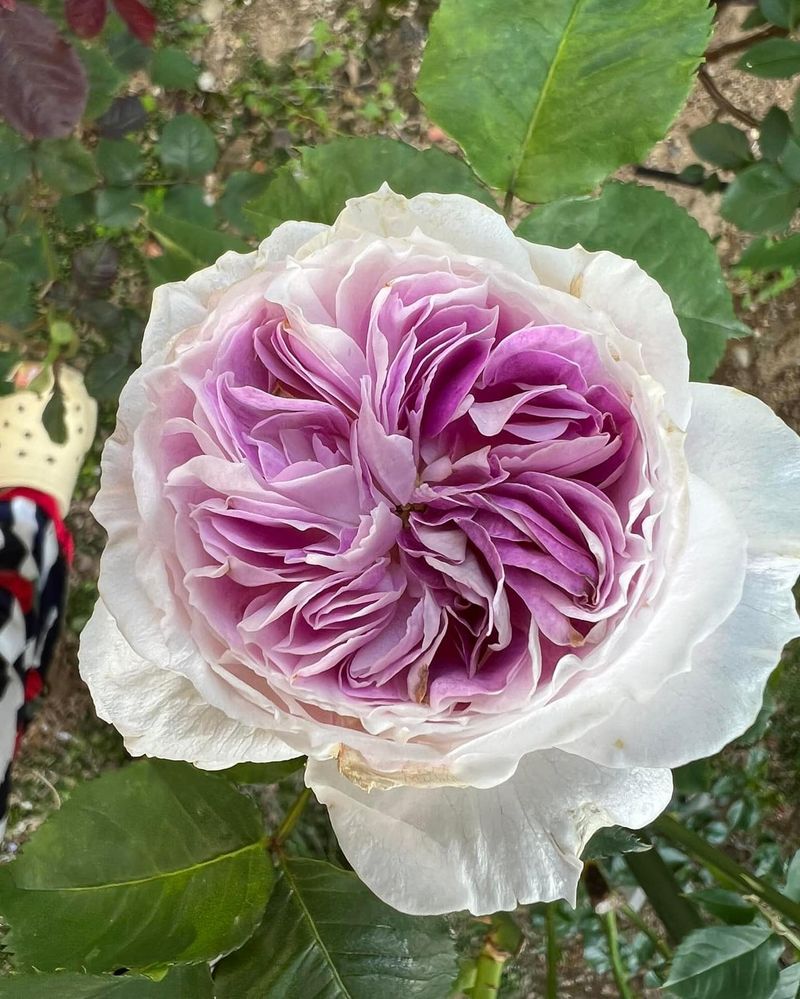 Blue Moon Rose