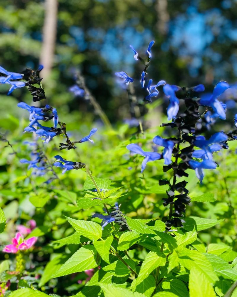 Blue Salvia