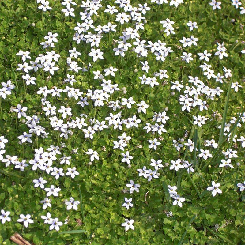 Blue Star Creeper