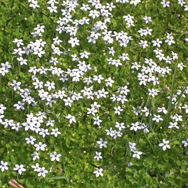 Blue Star Creeper