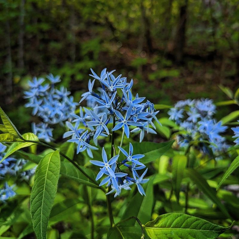 Blue Star