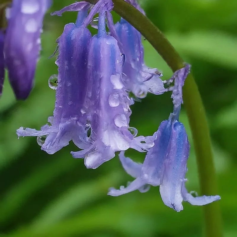 Bluebell (Hyacinthoides non-scripta)