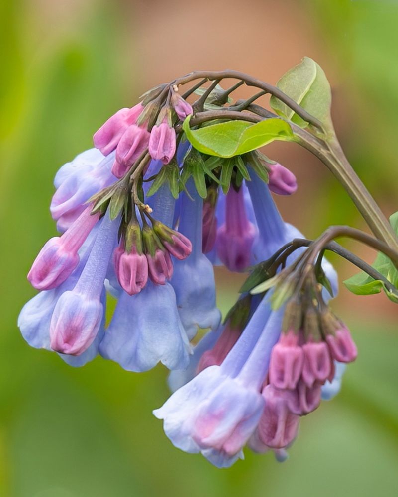 Bluebells