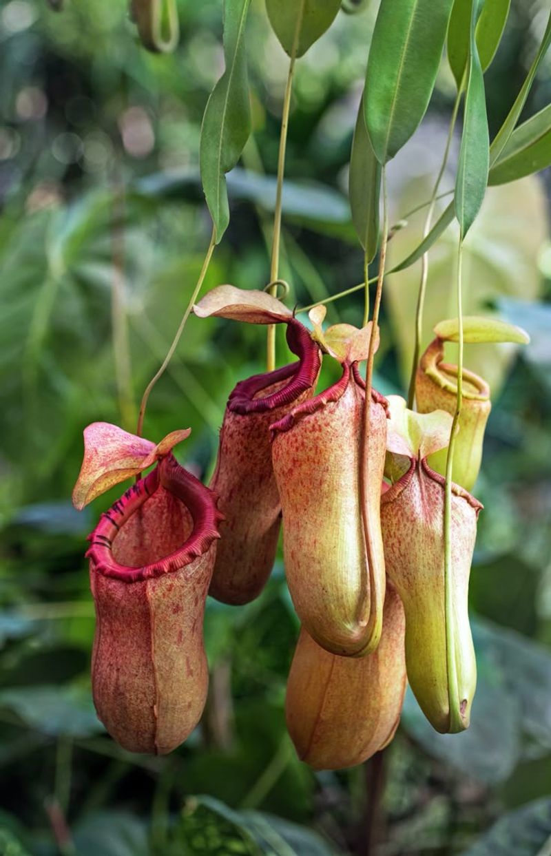 Pitcher Plant