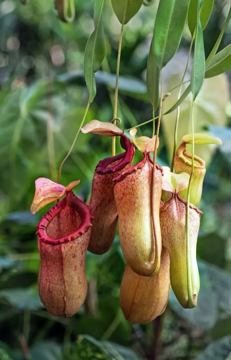 Pitcher Plant