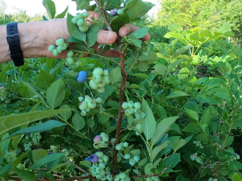 Blueberries