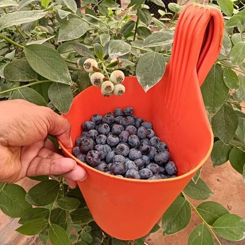 Blueberries