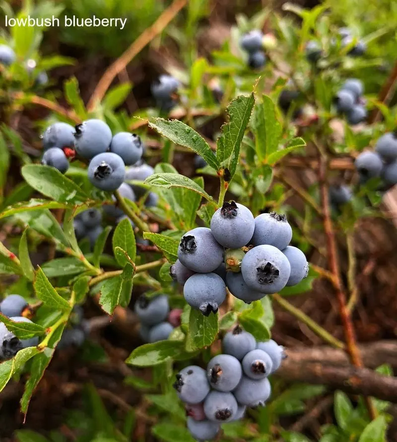 Blueberries